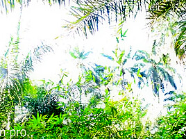 A Tall Girl’s Bold Encounter in the Bushes